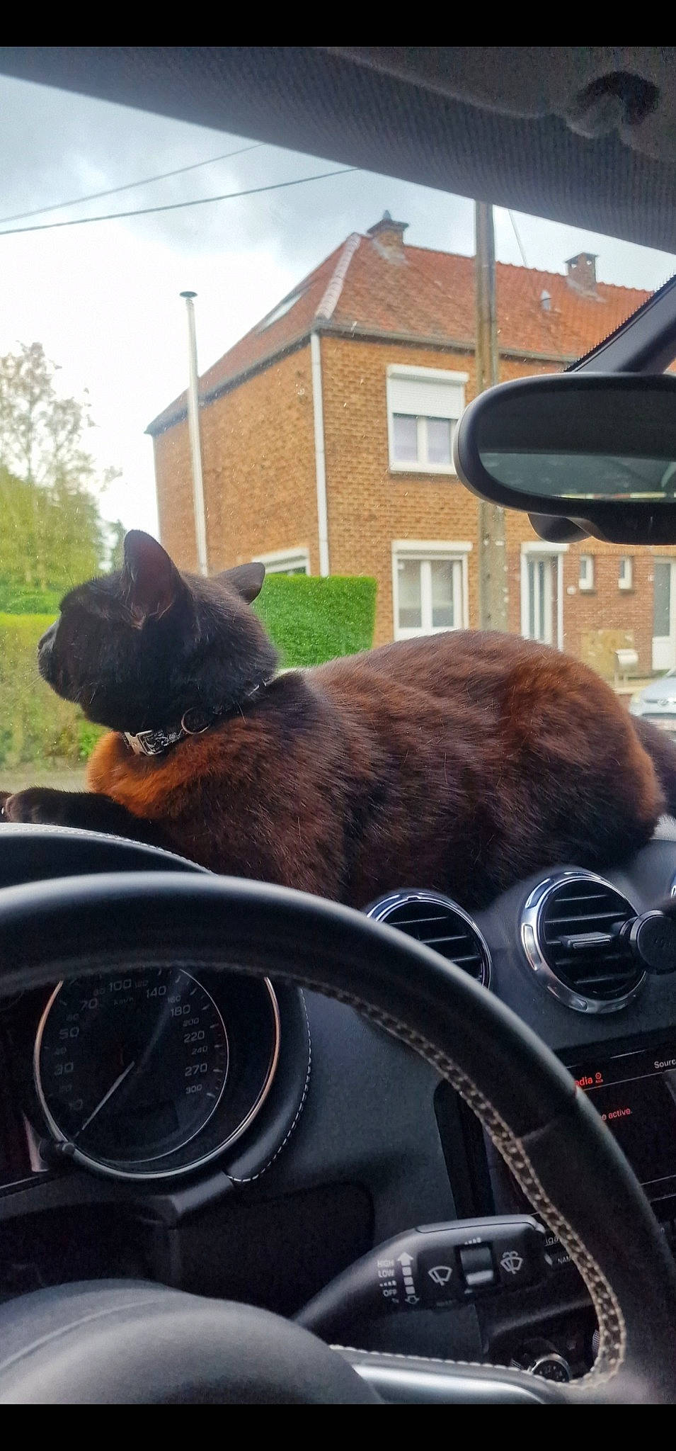 Speedy a rejoint le concours — aidez-le/la à gagner de superbes lots ! automotive_design, automotive_exterior, automotive_lighting, automotive_mirror, building, car, carnivore, cat, felidae, motor_vehicle, personal_luxury_car, plant, rear_view_mirror, sky, steering_wheel, tints_and_shades, tree, vehicle, vehicle_door, window