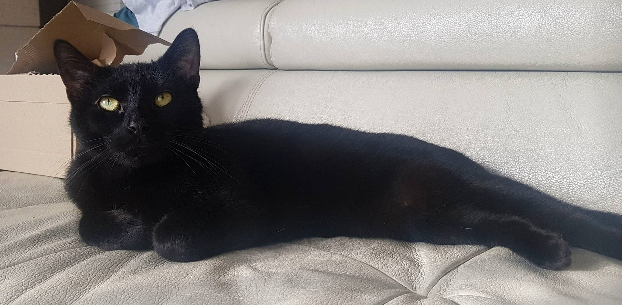 Speedy participe au concours pour gagner de l'argent avec cette photo : black_cat, bombay, carnivore, cat, claw, comfort, domestic_short_haired_cat, felidae, fur, grey, linens, paw, small_to_medium_sized_cats, snout, tail, terrestrial_animal, whiskers