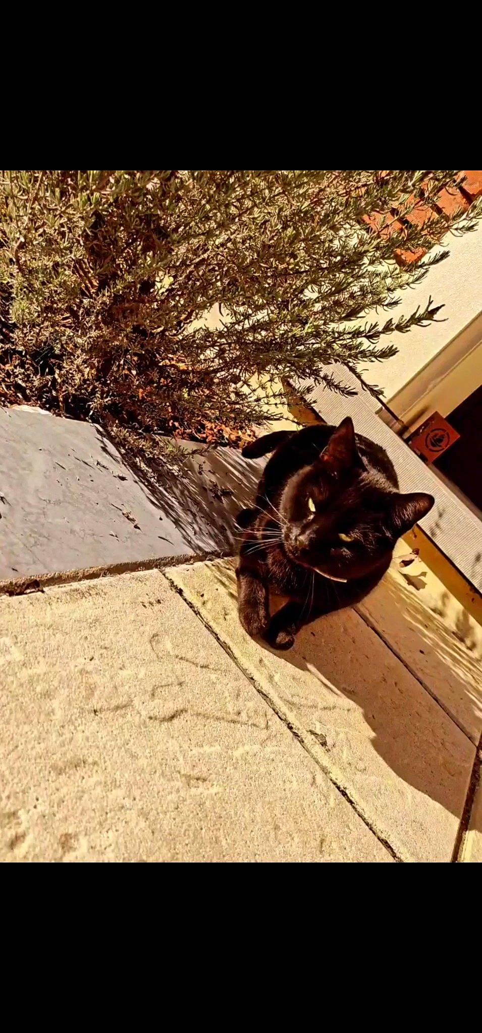 Speedy participe au concours pour gagner de l'argent avec cette photo : asphalt, black_cat, carnivore, fashion_accessory, felidae, flooring, grass, human_leg, plant, road, road_surface, shadow, sidewalk, small_to_medium_sized_cats, soil, tail, tints_and_shades, tree, whiskers, wood