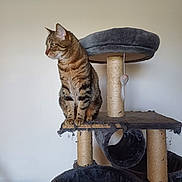 Luigi participe au concours pour gagner de l'argent avec cette photo : cat, tabby, cat_tree, scratching_post, toy_mouse, pet, indoor, feline, striped, animal, perched, looking_away, scratched, playful, household, fur, whiskers, ears, claws, pet_toy