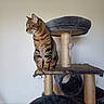 cat, tabby, cat_tree, scratching_post, toy_mouse, pet, indoor, feline, striped, animal, perched, looking_away, scratched, playful, household, fur, whiskers, ears, claws, pet_toy
