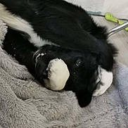 Pitch participe au concours pour gagner de l'argent avec cette photo : dog, black_and_white, paw, blanket, playful, pet, fur, indoor, fluffy, cute, animal, lying_down, covering_face, teeth, eye, home, relaxed, canine, soft, resting
