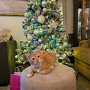 Ollie joined the competition — help win amazing prizes! bell, carpet, cat, christmas_tree, collar, couch, cozy, decor, festive, furniture, gift_bag, holiday_decor, indoor, lights, living_room, orange_tabby, ornaments, ottoman, pet, relaxed