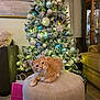 bell, carpet, cat, christmas_tree, collar, couch, cozy, decor, festive, furniture, gift_bag, holiday_decor, indoor, lights, living_room, orange_tabby, ornaments, ottoman, pet, relaxed