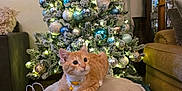 Ollie joined the competition — help win amazing prizes! bell, carpet, cat, christmas_tree, collar, couch, cozy, curious, decorations, furniture, gift_bag, holiday, indoor, kitten, living_room, orange_cat, ornaments, ottoman, relaxing, tufted