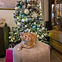 Ollie joined the competition — help win amazing prizes! cat, kitten, christmas_tree, ornaments, living_room, ottoman, furniture, gift_bag, decorations, holiday, indoor, cozy, couch, carpet, bell, collar, curious, orange_cat, tufted, relaxing
