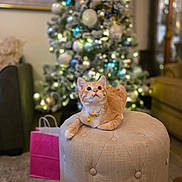 Ollie joined the competition — help win amazing prizes! cat, orange_tabby, collar, bell, ottoman, tufted_furniture, christmas_tree, ornaments, holiday_decor, gift_bag, indoor, carpet, living_room, decor, festive, pet, cute, cozy, curious, furniture