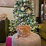 Ollie is registered to the contest to win money with this photo: cat, orange_tabby, christmas_tree, ornaments, living_room, ottoman, gift_bag, decorations, furniture, holiday, festive, indoor, pet, collar, couch, carpet, soft_lighting, cozy, relaxed, home_decor