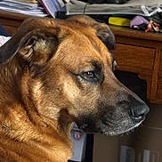 Silver a rejoint le concours — aidez-le/la à gagner de superbes lots ! dog, brown_dog, pet, side_profile, indoor, animal, fur, close_up, face, ears, nostrils, whiskers, table, papers, box, wooden_furniture, quiet, calm, portrait, domestic