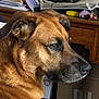 dog, brown_dog, pet, side_profile, indoor, animal, fur, close_up, face, ears, nostrils, whiskers, table, papers, box, wooden_furniture, quiet, calm, portrait, domestic