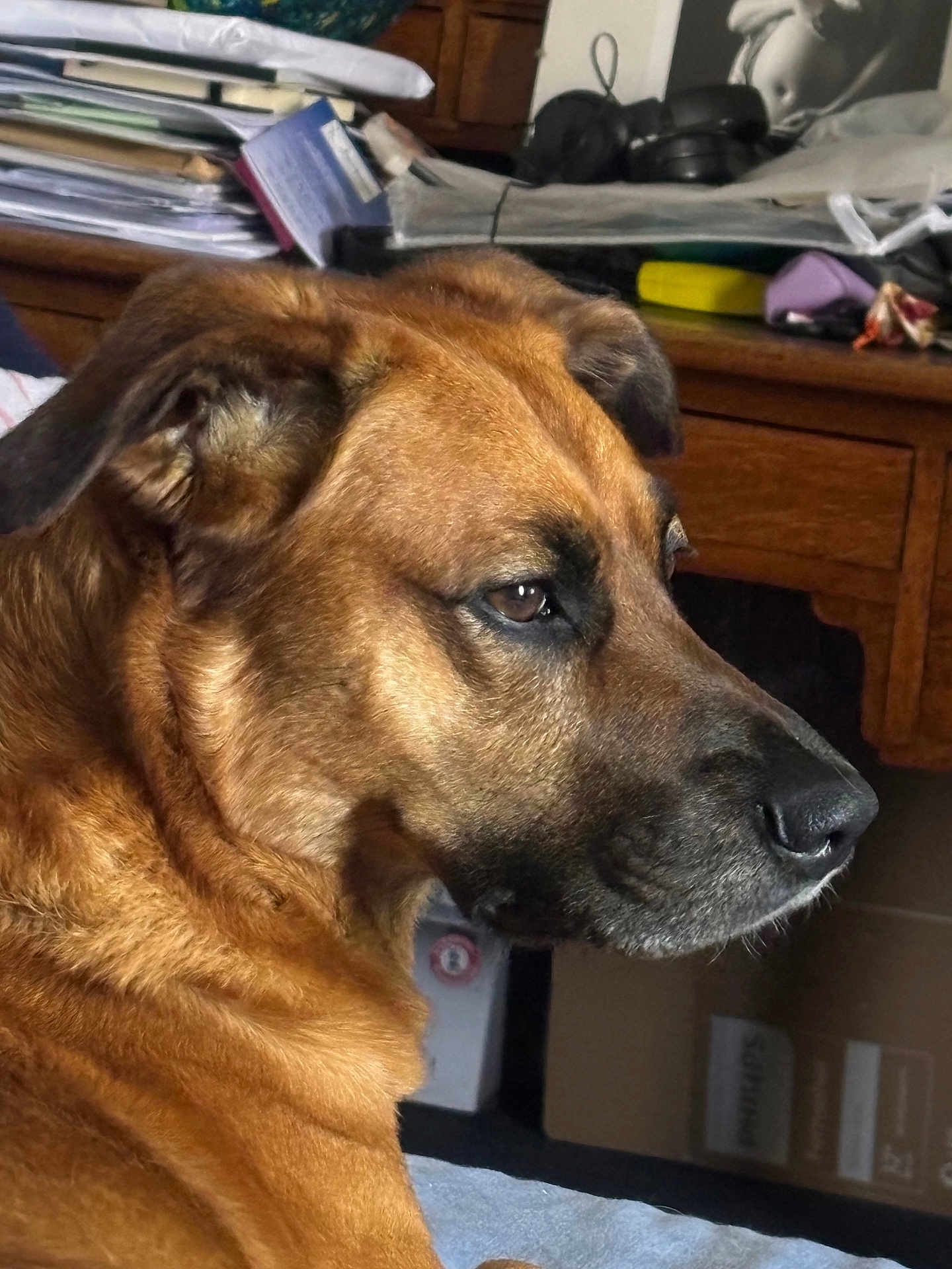 Silver a rejoint le concours — aidez-le/la à gagner de superbes lots ! dog, brown_dog, pet, side_profile, indoor, animal, fur, close_up, face, ears, nostrils, whiskers, table, papers, box, wooden_furniture, quiet, calm, portrait, domestic