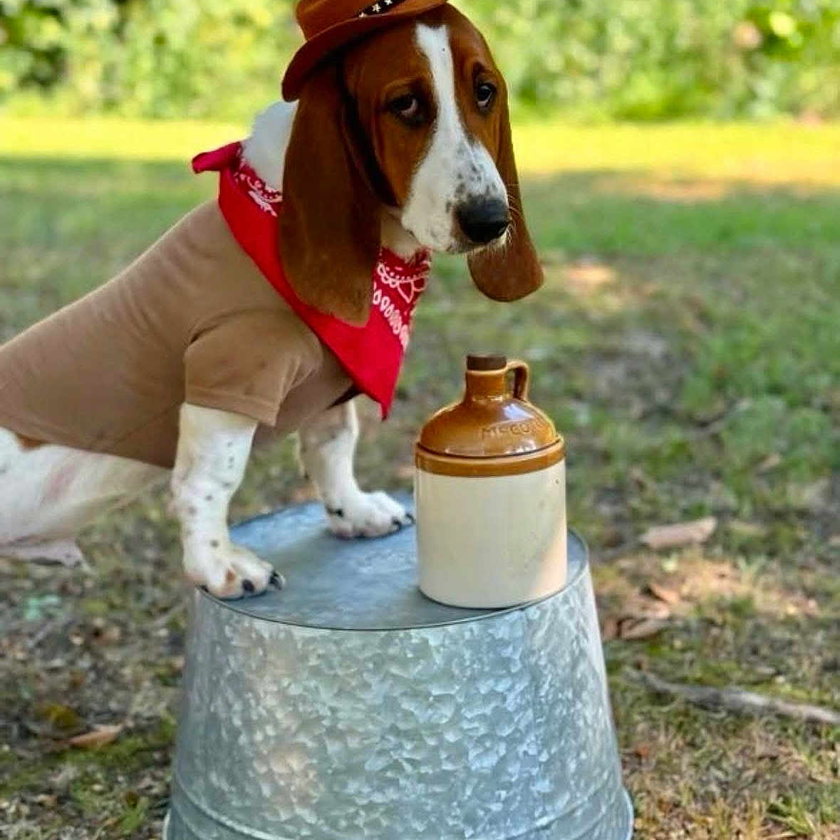 Duke joined the competition — help win amazing prizes! animal, bandana, basset_hound, brown_white_dog, canine, costume, cowboy_hat, cute, disguise, dog, funny, grass, jug, metal_bucket, nature, outdoor, pet, playful, portrait, summer