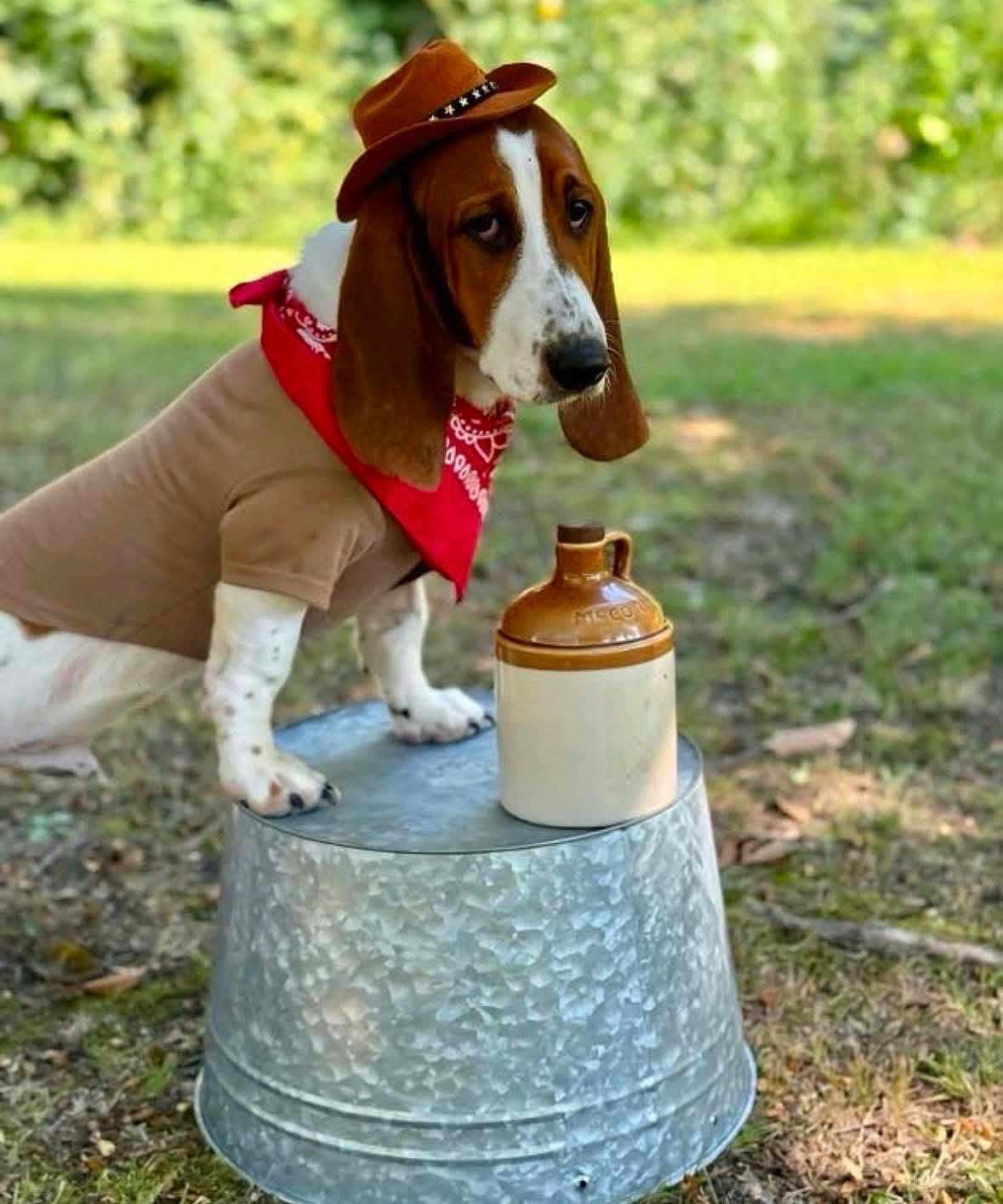 Duke joined the competition — help win amazing prizes! dog, basset_hound, costume, cowboy_hat, bandana, metal_bucket, jug, outdoor, grass, pet, animal, portrait, brown_white_dog, cute, playful, nature, canine, funny, disguise, summer