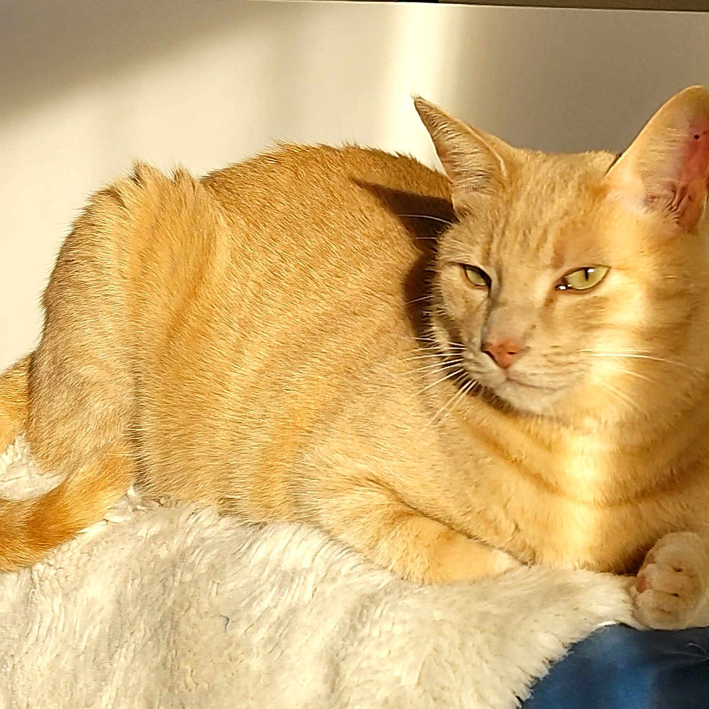 Hari a rejoint le concours — aidez-le/la à gagner de superbes lots ! animal, cat, close_up, comfortable, cozy, domestic_animal, feline, fur, ginger_cat, indoor, paw, pet, relaxed, resting, shadow, sleepy, soft_texture, sunlight, tail, whiskers