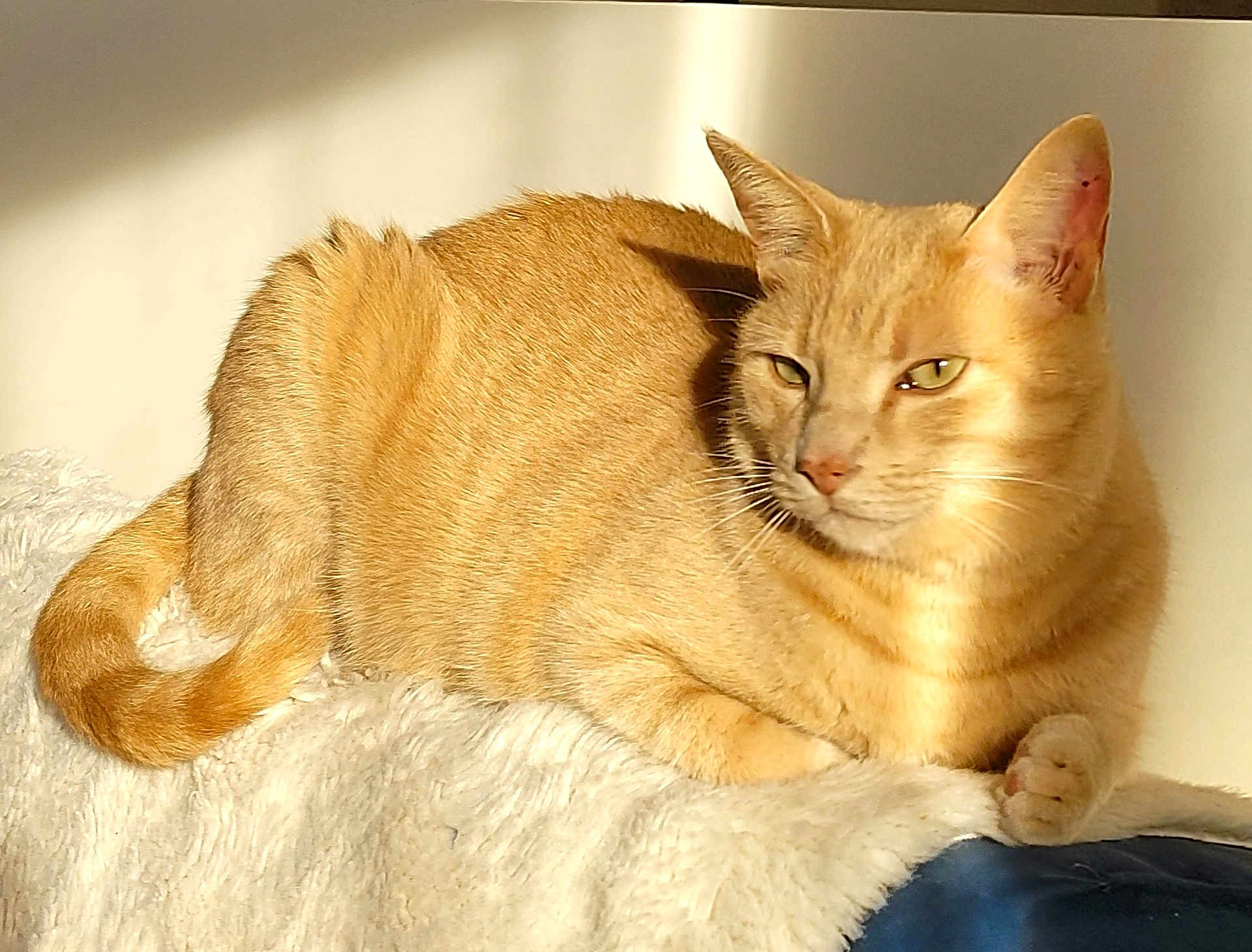 Hari a rejoint le concours — aidez-le/la à gagner de superbes lots ! cat, ginger_cat, animal, pet, feline, resting, sunlight, indoor, soft_texture, fur, whiskers, relaxed, close_up, domestic_animal, cozy, comfortable, sleepy, paw, tail, shadow