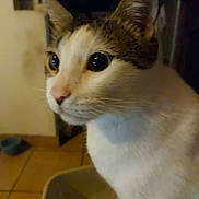 Bob participe au concours pour gagner de l'argent avec cette photo : animal, blurred_background, cat, close_up, curious, domestic_animal, ears, eyes, face, feline, fur, house, indoor, looking, mammal, nose, pet, sitting, tile_floor, whiskers