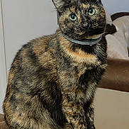 Daloula participe au concours pour gagner de l'argent avec cette photo : animal, brown, cat, collar, companion, couch, curious, domestic, ears, feline, fur, furniture, green_eyes, indoor, pet, portrait, sitting, soft, tortoiseshell, whiskers