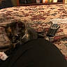 kitten, cat, fluffy, furry, brown, black, pet, animal, bed, bedspread, floral, remote_control, indoor, bedroom, home, lap, person, cuddly, sitting, low_light