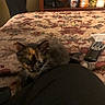 Rebel is registered to the contest to win money with this photo: kitten, cat, tortoiseshell, feline, animal, pet, whiskers, ears, eyes, bed, bedspread, floral_pattern, remote_control, bedroom, indoor, home, close_up, portrait, sitting, brown_fur