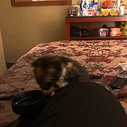 Rebel joined the competition — help win amazing prizes! cat, feline, pet, fluffy, long_hair, sleepy, resting, curled_up, bed, bedspread, floral, bedroom, dresser, mirror, remote_control, bowl, household, indoor, dim_lighting, cozy