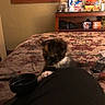 Rebel is registered to the contest to win money with this photo: kitten, cat, black_and_white, fur, pet, animal, bed, blanket, bedroom, indoor, home, dresser, mirror, household_items, bowl, remote_control, sitting, playing, cute, low_light