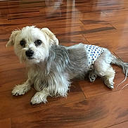 Buddy is registered to the contest to win money with this photo: animal, box, companion, cute, diaper, dog, domestic_animal, flooring, fur, grey_fur, household_items, indoor, lying_down, pet, plastic_bag, polka_dot, resting, small_dog, white_fur, wooden_floor