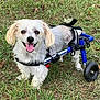 Buddy is registered to the contest to win money with this photo: animal, canine, cute, disability, dog, ears, four_legs, fur, grass, happiness, nature, outdoor, pet, small_dog, smiling, support_device, tongue_out, wheel, wheelchair, white_dog