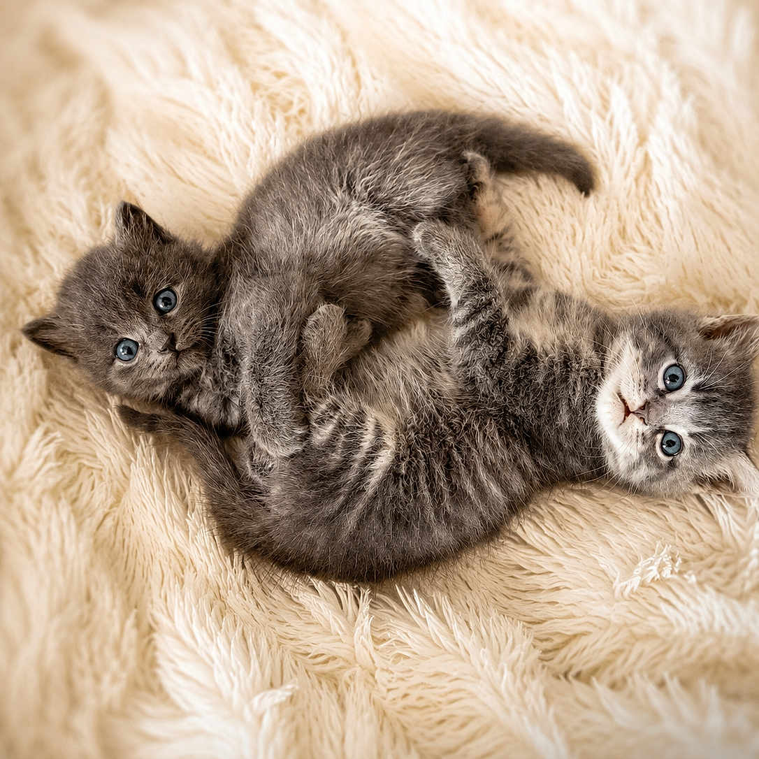 Chaton