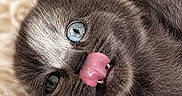 Chaton participe au concours pour gagner de l'argent avec cette photo : cat, gray_cat, fluffy, blue_eye, tongue_out, close_up, portrait, adorable, funny, playful, lying_down, upside_down, fur, whiskers, indoor, blanket, cozy, pet, animal_photography, watermark