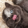 cat, gray_cat, fluffy, blue_eye, tongue_out, close_up, portrait, adorable, funny, playful, lying_down, upside_down, fur, whiskers, indoor, blanket, cozy, pet, animal_photography, watermark