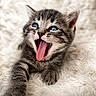 Chaton participe au concours pour gagner de l'argent avec cette photo : kitten, cat, tabby, blue_eyes, open_mouth, yawning, tongue, whiskers, pointed_ears, fur, striped_fur, animal, pet, cute, portrait, close_up, indoor, blanket, fluffy, photography