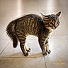cat, tabby, feline, animal, pet, standing, fluffy, fur, striped, golden_eyes, whiskers, ears, tail, paws, indoor, tile_floor, portrait, close_up, photography, watermark