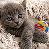 Chaton participe au concours pour gagner de l'argent avec cette photo : cat, kitten, gray_cat, blue_eyes, fluffy, fur, pet, animal, portrait, close_up, lying_down, paw, toy_ball, rainbow_ball, blanket, cozy, indoor, cute, whiskers, photography