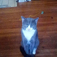 Simon joined the competition — help win amazing prizes! cat, gray_cat, white_cat, sitting, wooden_floor, indoor, fireplace, pet, animal, feline, looking_at_camera, floor, home, domestic_cat, fur, whiskers, ears, tail, quiet, still