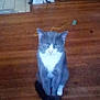 cat, gray_cat, white_cat, sitting, wooden_floor, indoor, fireplace, pet, animal, feline, looking_at_camera, floor, home, domestic_cat, fur, whiskers, ears, tail, quiet, still