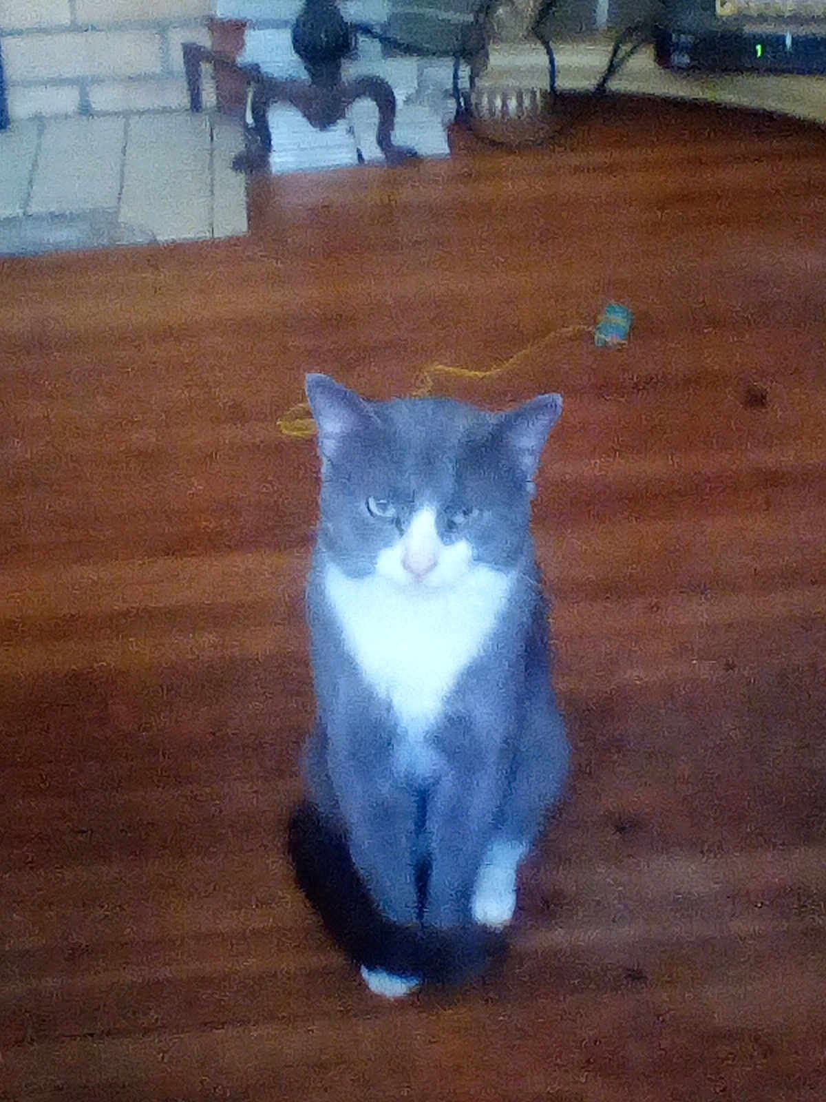 Simon