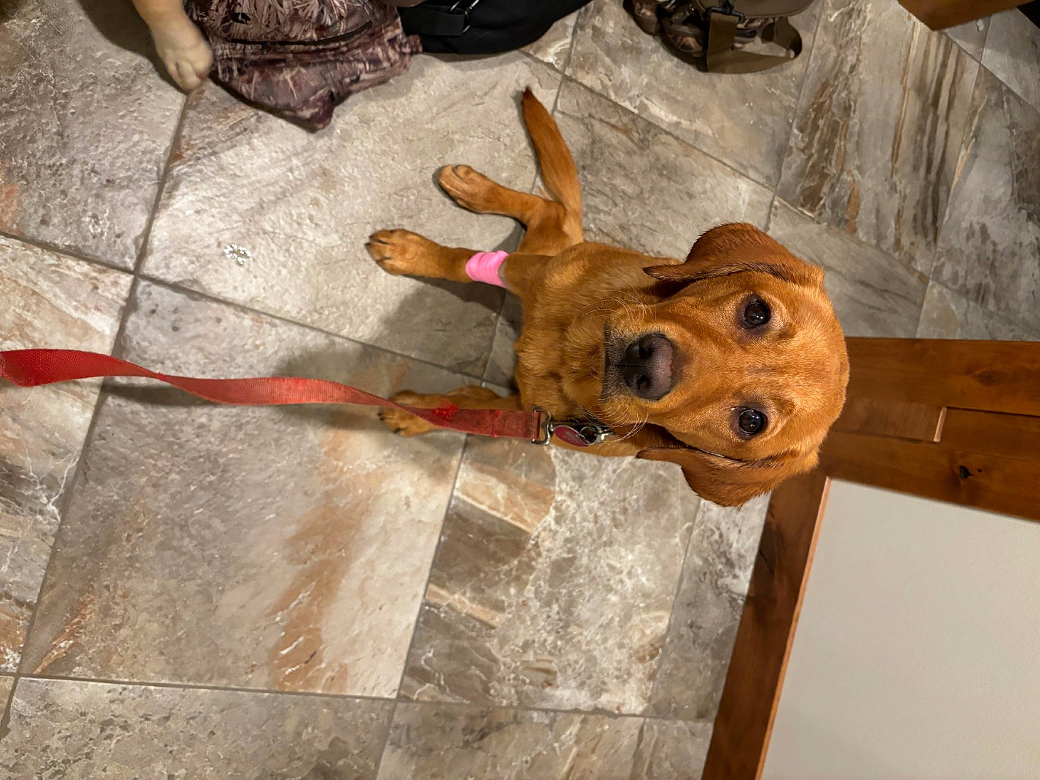 Tilly is registered to the contest to win money with this photo: art, canidae, carnivore, companion_dog, dog, dog_breed, dog_supply, fawn, flooring, fur, hardwood, liver, non_sporting_group, pattern, pet_supply, sporting_group, street_dog, wood, wood_stain, working_animal