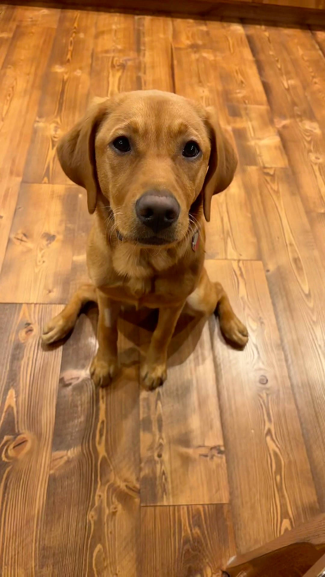 Tilly is registered to the contest to win money with this photo: carnivore, companion_dog, dog, dog_breed, fawn, floor, flooring, gun_dog, hardwood, liver, plank, snout, sporting_group, terrestrial_animal, varnish, whiskers, wood, wood_flooring, wood_stain, working_animal