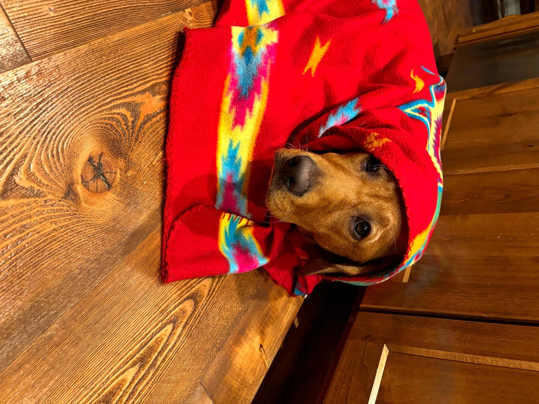 Tilly joined the competition — help win amazing prizes! canidae, carnivore, collar, companion_dog, dog, dog_breed, dog_clothes, dog_collar, dog_supply, electric_blue, fawn, flooring, hardwood, leash, personal_protective_equipment, pet_supply, snout, sporting_group, wood, working_animal