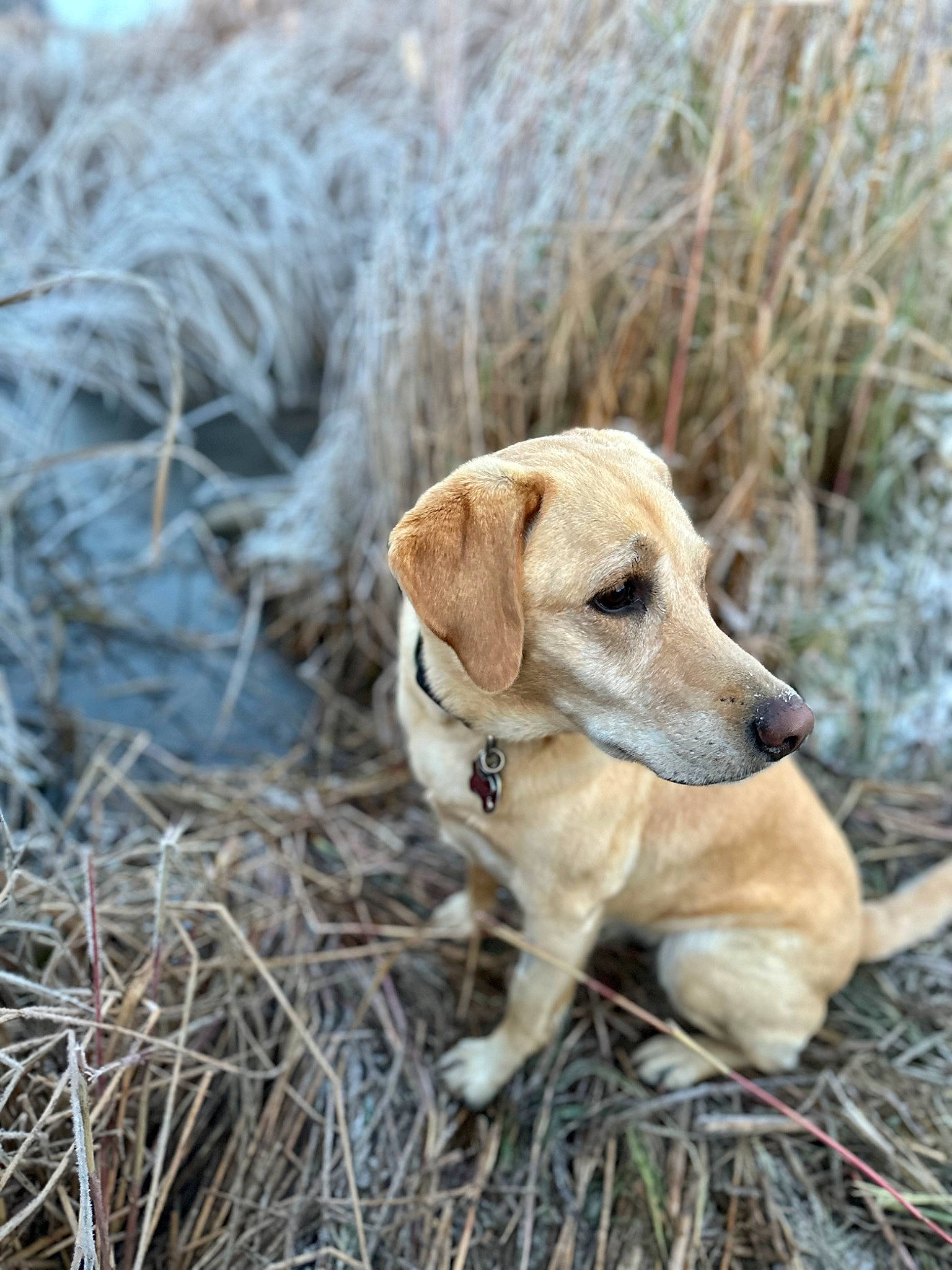 Maggie joined the competition — help win amazing prizes! canidae, carnivore, companion_dog, dog, dog_breed, fawn, fur, grass, hunting_dog, natural_material, plant, soil, sporting_group, tail, terrestrial_animal, whiskers, wildlife, wood