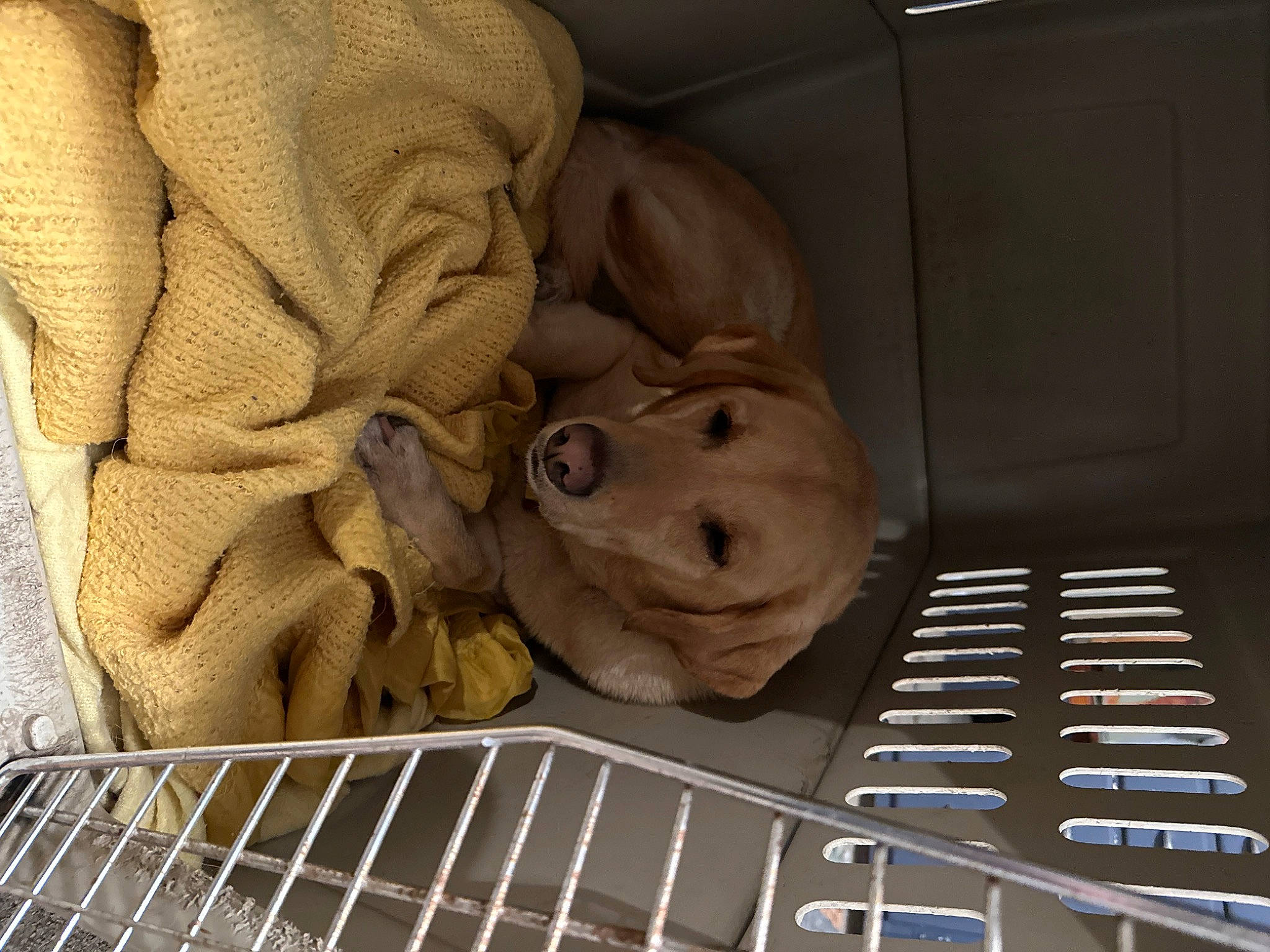 Maggie joined the competition — help win amazing prizes! animal_shelter, art, artifact, cage, comfort, fawn, flooring, mesh, metal, personal_protective_equipment, sculpture, snout, steel, suidae, terrestrial_animal, toy, visual_arts, wood, working_animal, wrinkle