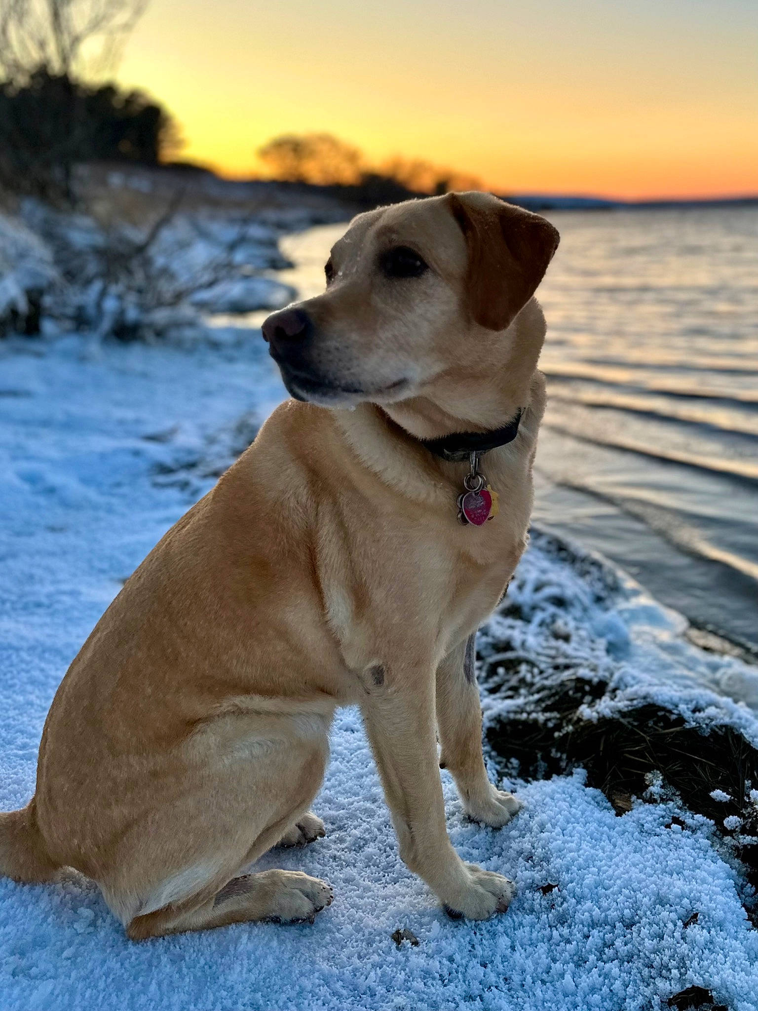 Maggie joined the competition — help win amazing prizes! canidae, carnivore, collar, companion_dog, dog, dog_breed, dog_collar, fawn, freezing, gun_dog, landscape, pet_supply, sky, snout, snow, sporting_group, tree, water, whiskers, winter