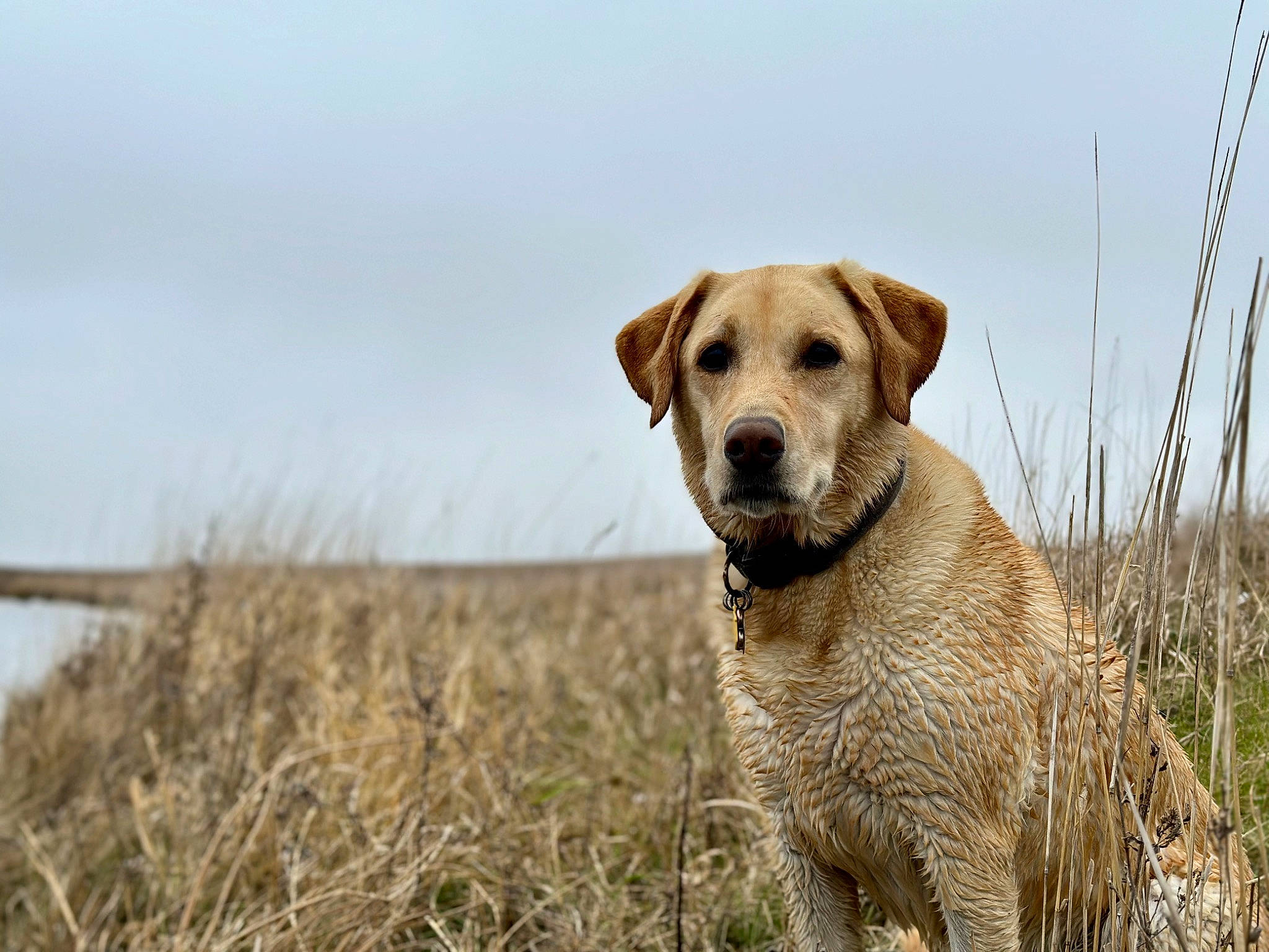 Maggie joined the competition — help win amazing prizes! canidae, carnivore, cloud, collar, companion_dog, dog, dog_breed, fawn, grass, grassland, gun_dog, landscape, plant, prairie, sky, snout, sporting_group, tail, terrestrial_animal, working_animal
