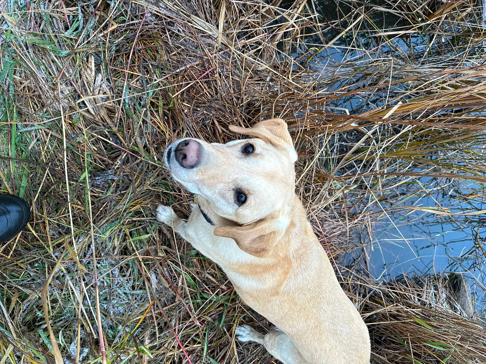 Maggie joined the competition — help win amazing prizes! canidae, carnivore, collar, companion_dog, dog, dog_breed, fawn, grass, plant, retriever, snout, sporting_group, street_dog, tail, terrestrial_animal, tree, trunk, water, whiskers, working_animal