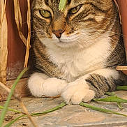 Lemmy a rejoint le concours — aidez-le/la à gagner de superbes lots ! cat, tabby, potted_plant, greenery, stone_ledge, whiskers, fur, resting, closeup, outdoor, animal, pet, nature, plant_pot, eyes, paw, curious, calm, feline, leaf
