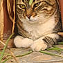cat, tabby, potted_plant, greenery, stone_ledge, whiskers, fur, resting, closeup, outdoor, animal, pet, nature, plant_pot, eyes, paw, curious, calm, feline, leaf