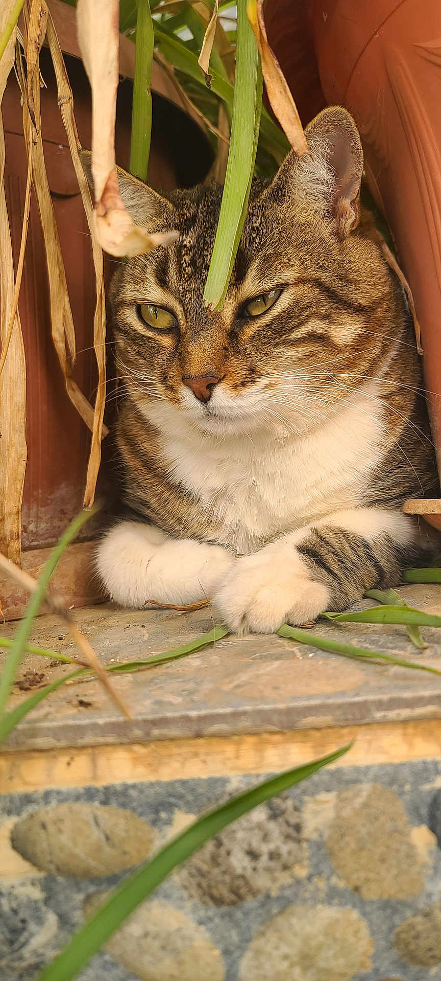 Lemmy a rejoint le concours — aidez-le/la à gagner de superbes lots ! cat, tabby, potted_plant, greenery, stone_ledge, whiskers, fur, resting, closeup, outdoor, animal, pet, nature, plant_pot, eyes, paw, curious, calm, feline, leaf