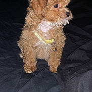 Daisy Ann joined the competition — help win amazing prizes! puppy, dog, curly_fur, collar, bell, pet, animal, cute, brown, white_chest, bed, indoor, black_background, small_dog, fur, sitting, looking_away, young_dog, domestic_animal, companion