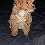 puppy, dog, curly_fur, collar, bell, pet, animal, cute, brown, white_chest, bed, indoor, black_background, small_dog, fur, sitting, looking_away, young_dog, domestic_animal, companion