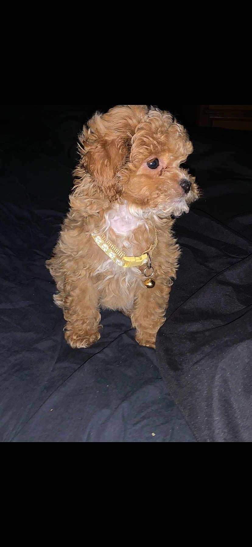 Daisy Ann joined the competition — help win amazing prizes! puppy, dog, curly_fur, collar, bell, pet, animal, cute, brown, white_chest, bed, indoor, black_background, small_dog, fur, sitting, looking_away, young_dog, domestic_animal, companion